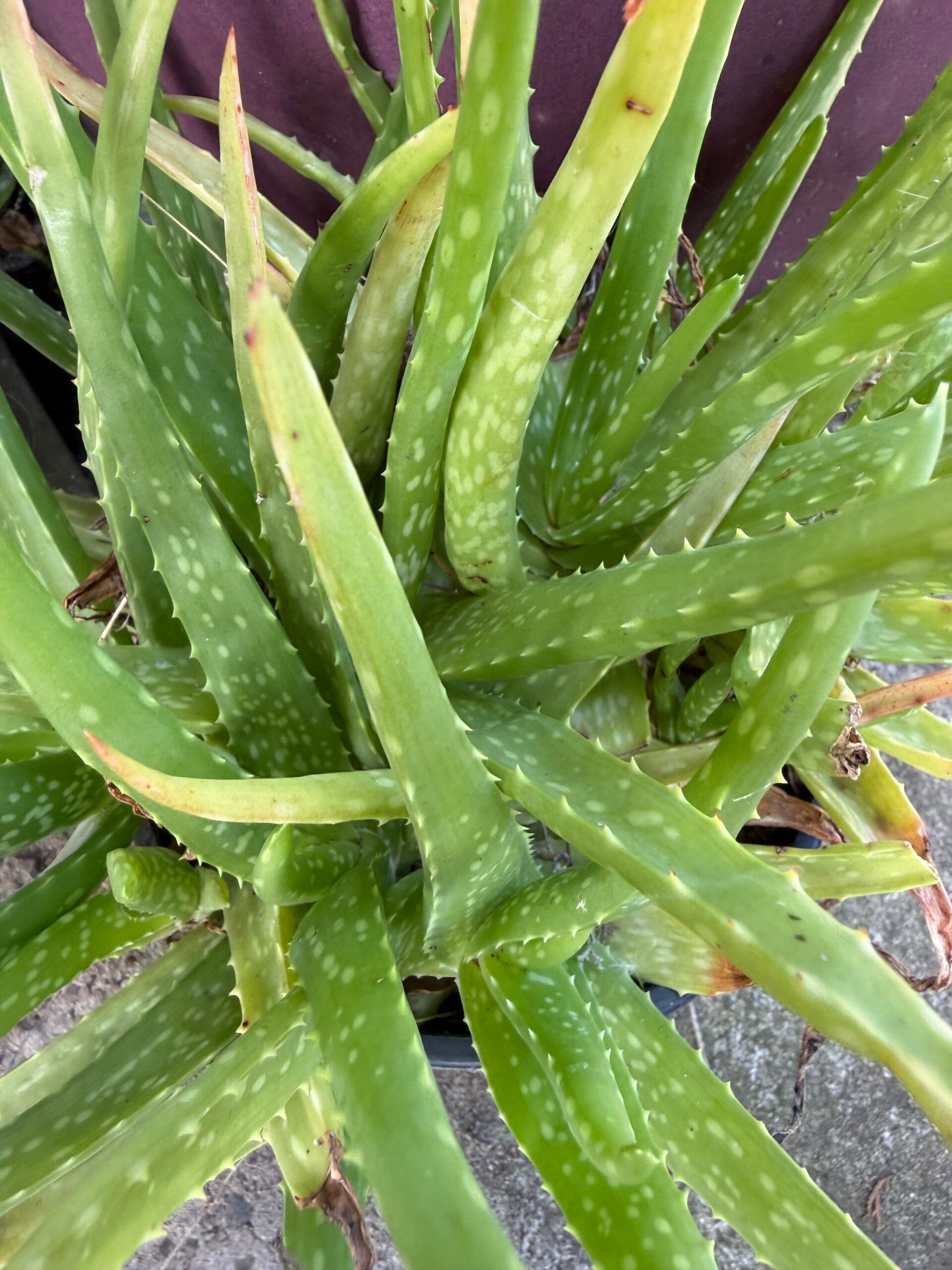 Fresh aloe Vera bunch