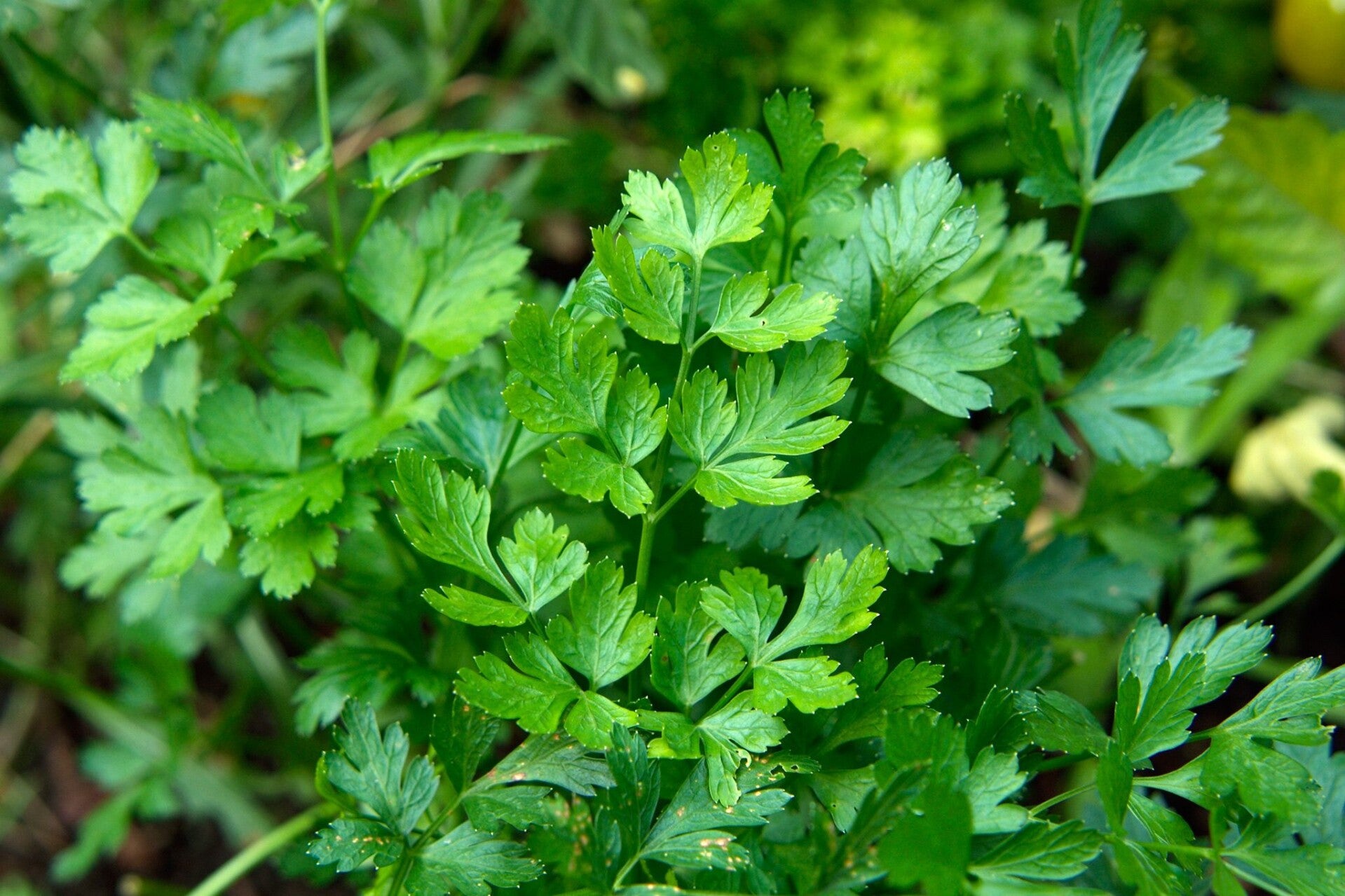 Flat leaf parsley ( Italian) dried 15g