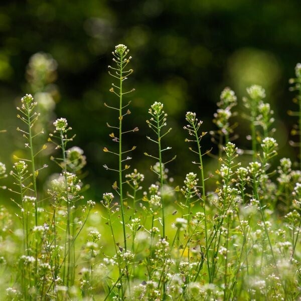 Organic home grown Shepherds purse 20g