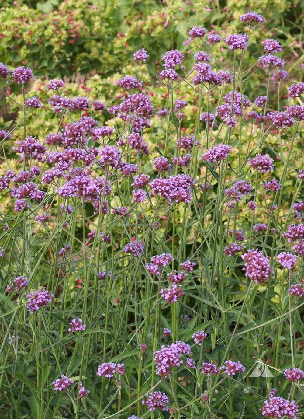 Purple Vervain dried chopped flower and leaf 85g wildcrafted