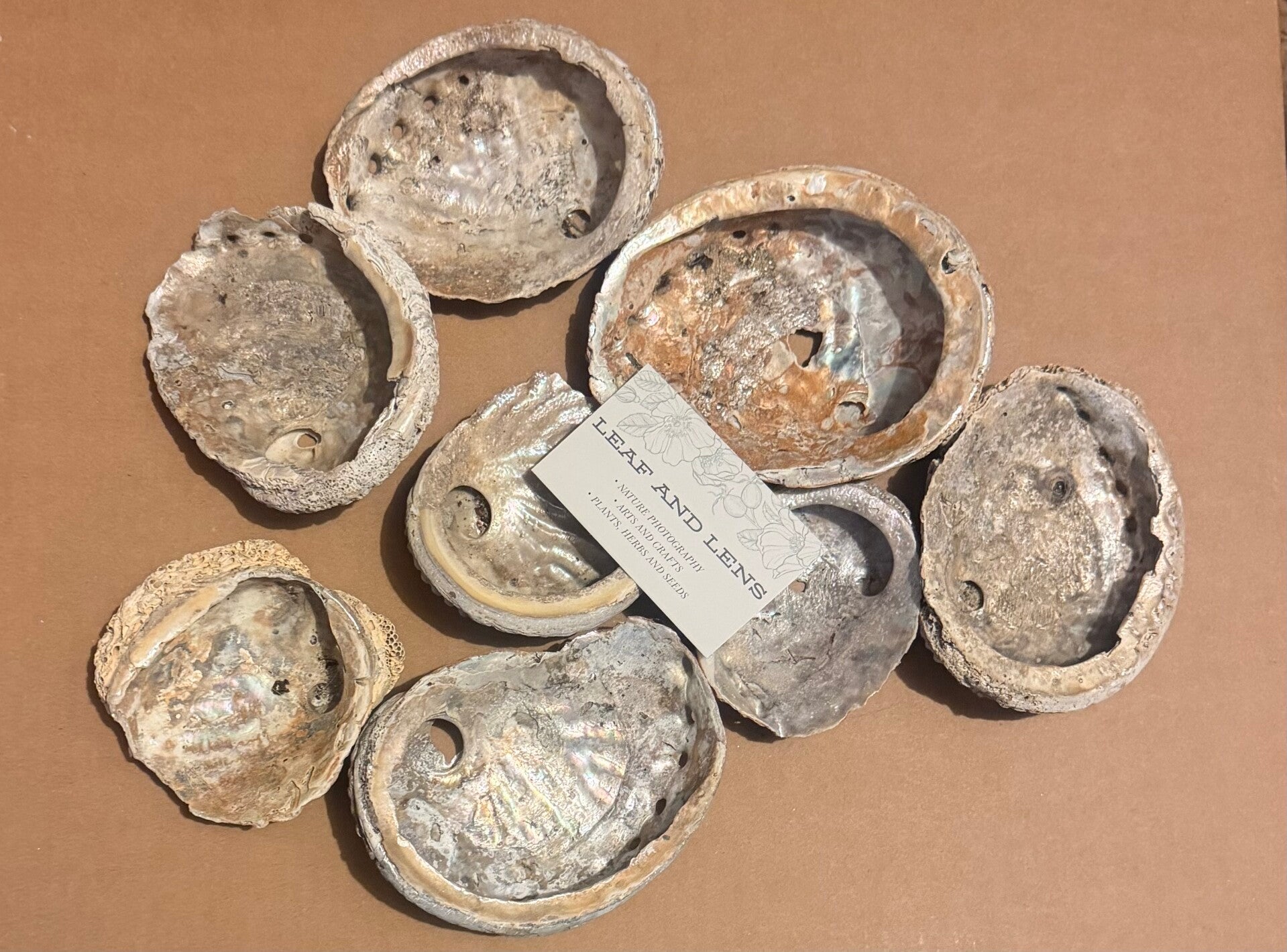 8x abalone shells natural 10-15cm