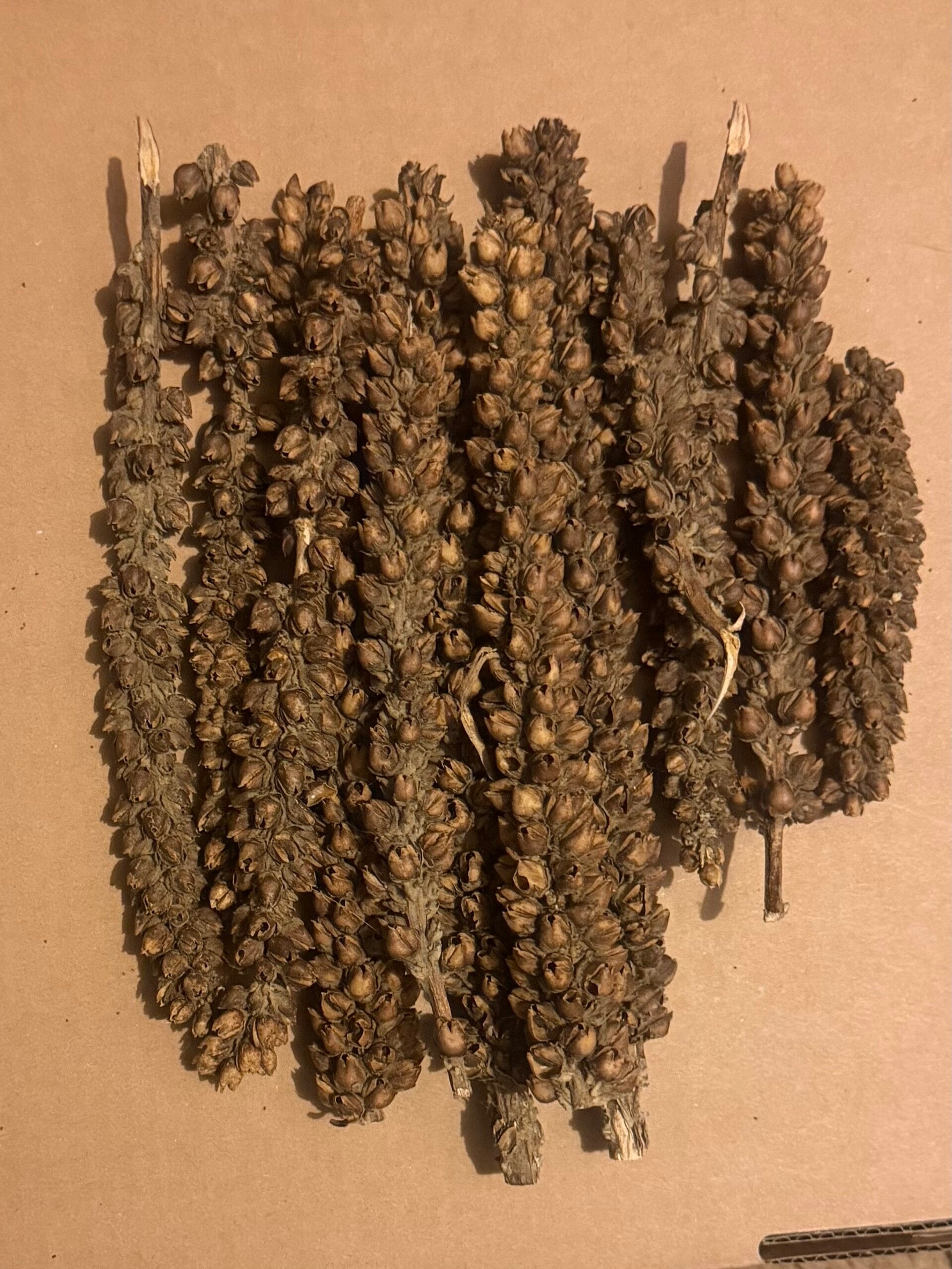 Small sized mullein stalks bundle candles