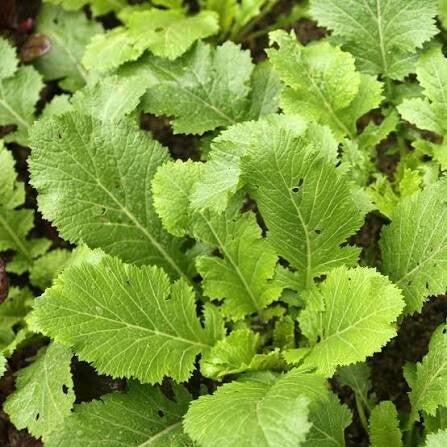 Asian brown mustard seed x500 organic homegrown spicy