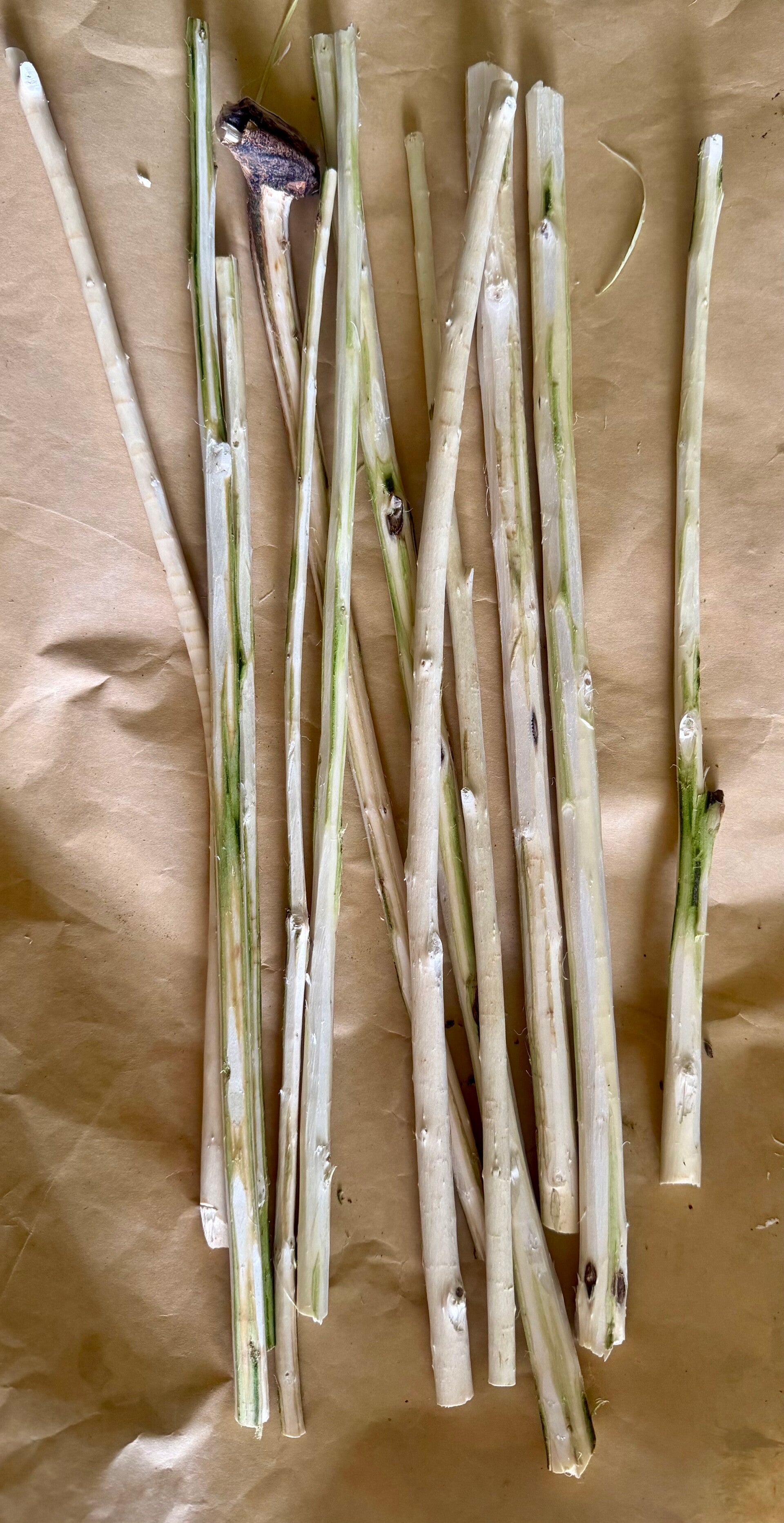 White willow sticks x12 wands crafting pets decore