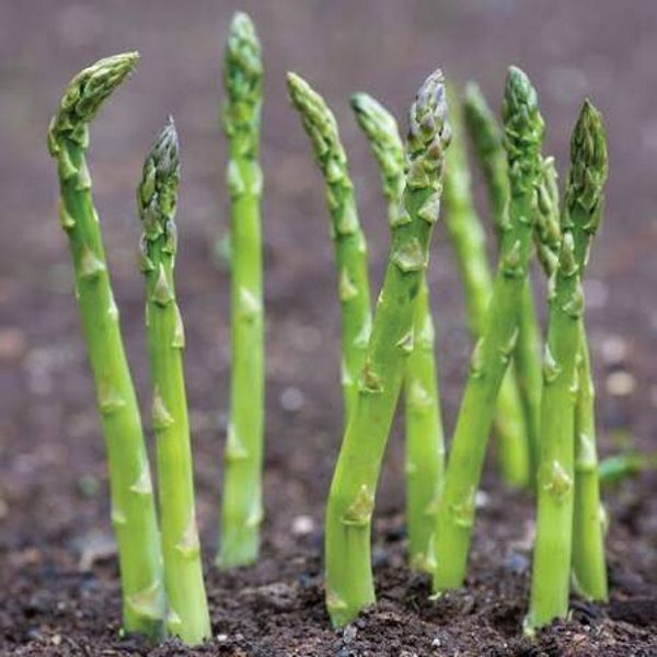 Wild green asparagus seeds x20 organic premium hardy Aussie vegetables