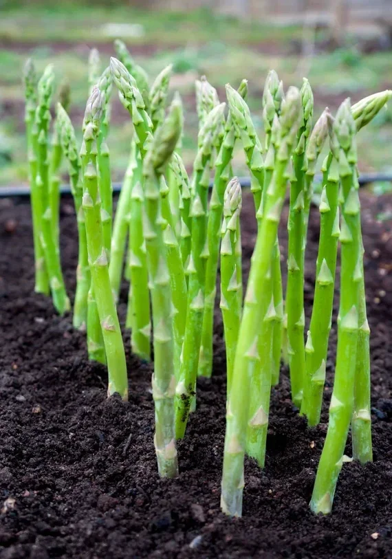 Asparagus seeds x 10 Mary Washington organic Aussie homegrown produce