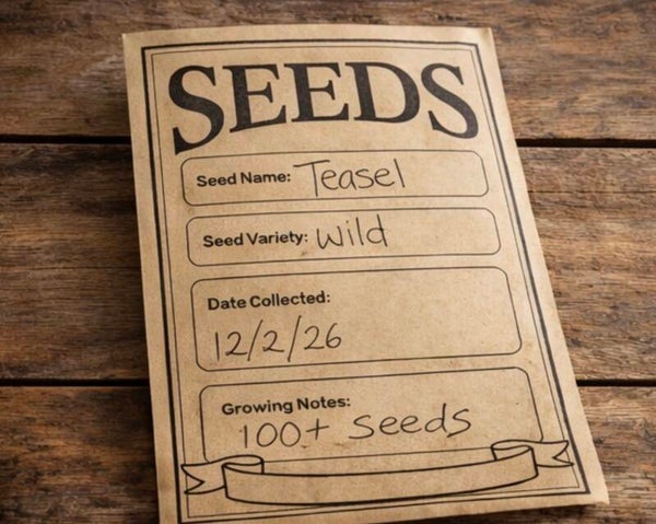 Wild teasel seeds x100 wildcrafted flower arrangements crafting wildflowers