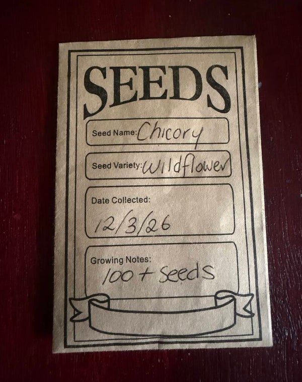 Chicory seeds x50 wildflowers pollinators medicinal herb coffee substitute