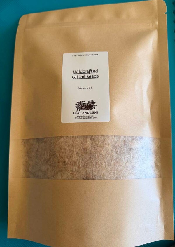 Cattail seeds large quantity 30g Australian wildcrafted handpicked