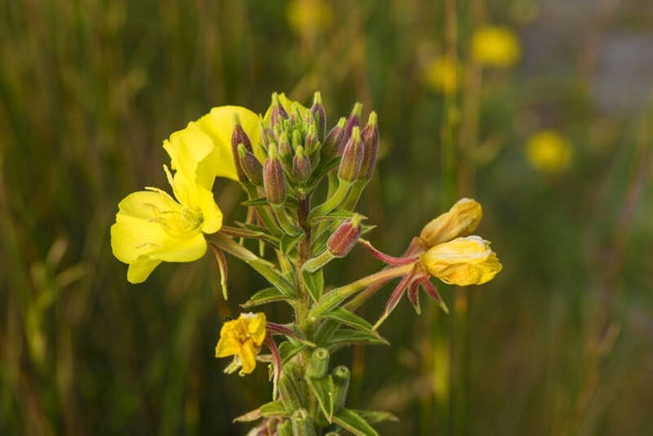 Evening primrose seeds x 50 wildflowers medicinal spiritual edible