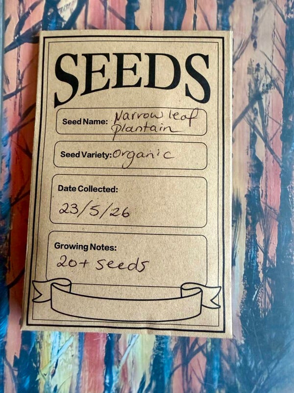 Narrow leaf plantain seeds x20 wildcrafted medicinal herbal healing