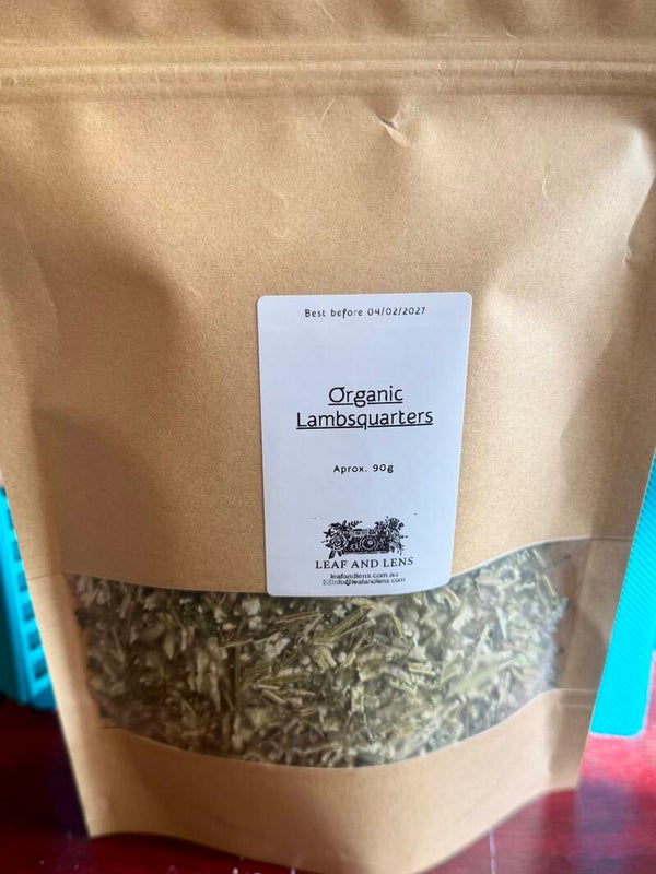 Lambsquarters wildcrafted organic medicinal herb edible