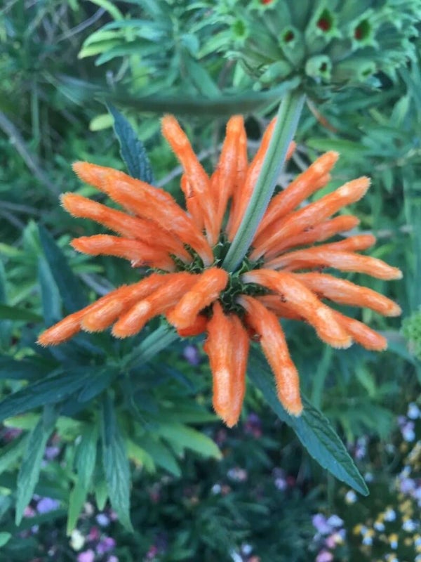 Lions tail seeds orange flower Leonotis leonurus butterfly pollinator striking