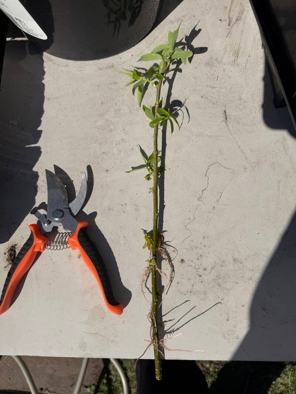 Bare rooted weeping willow cuttings established ready to plant