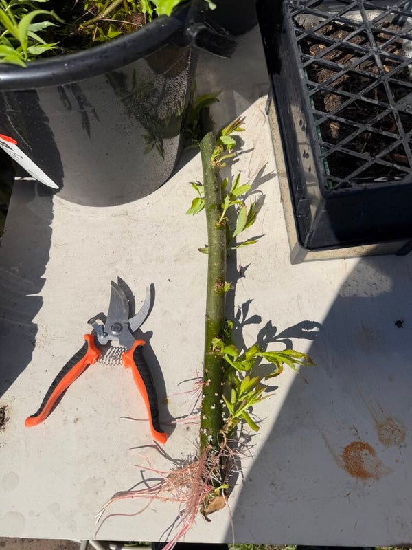 Bare rooted weeping willow cuttings established ready to plant