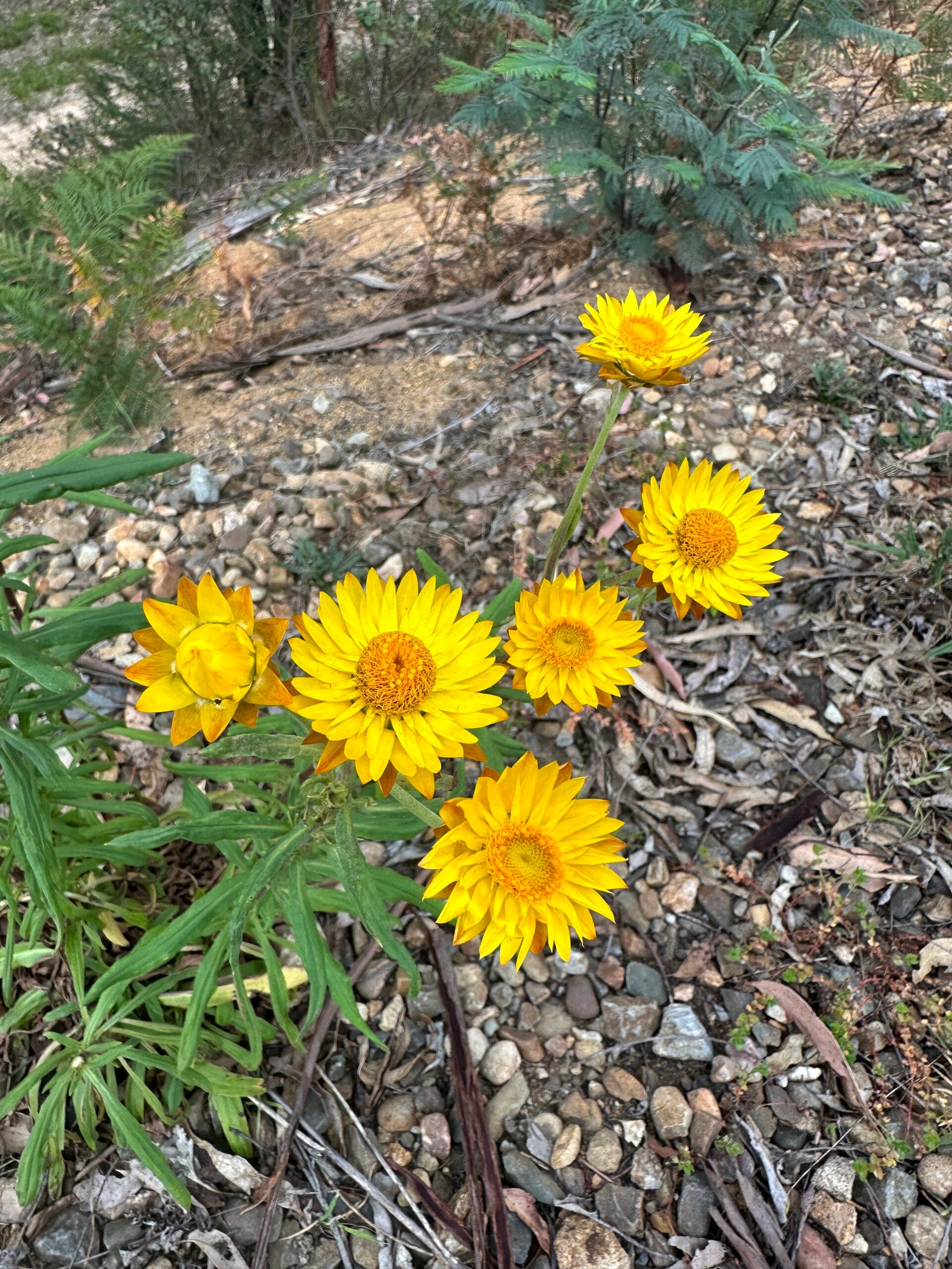 Paper daisy seeds x50 yellow wildcrafted