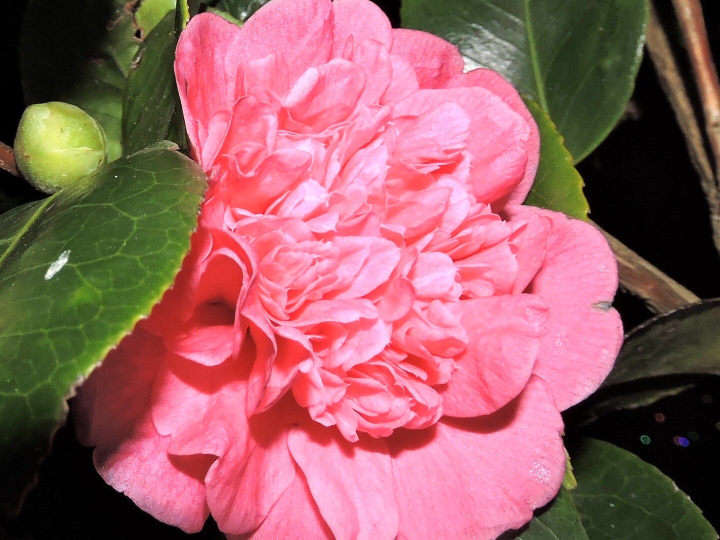 Pink Camellia petals dried 30g