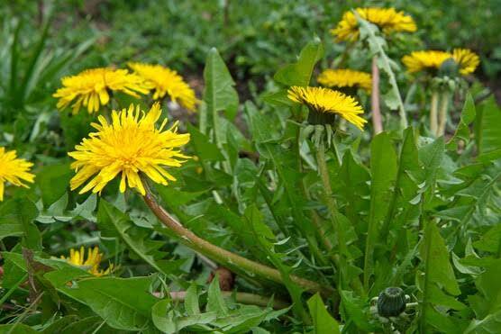 Dandelion seeds 25+ organic homegrown medicinal herbs
