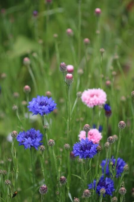 Organic homegrown Dried Cornflower petals 5g