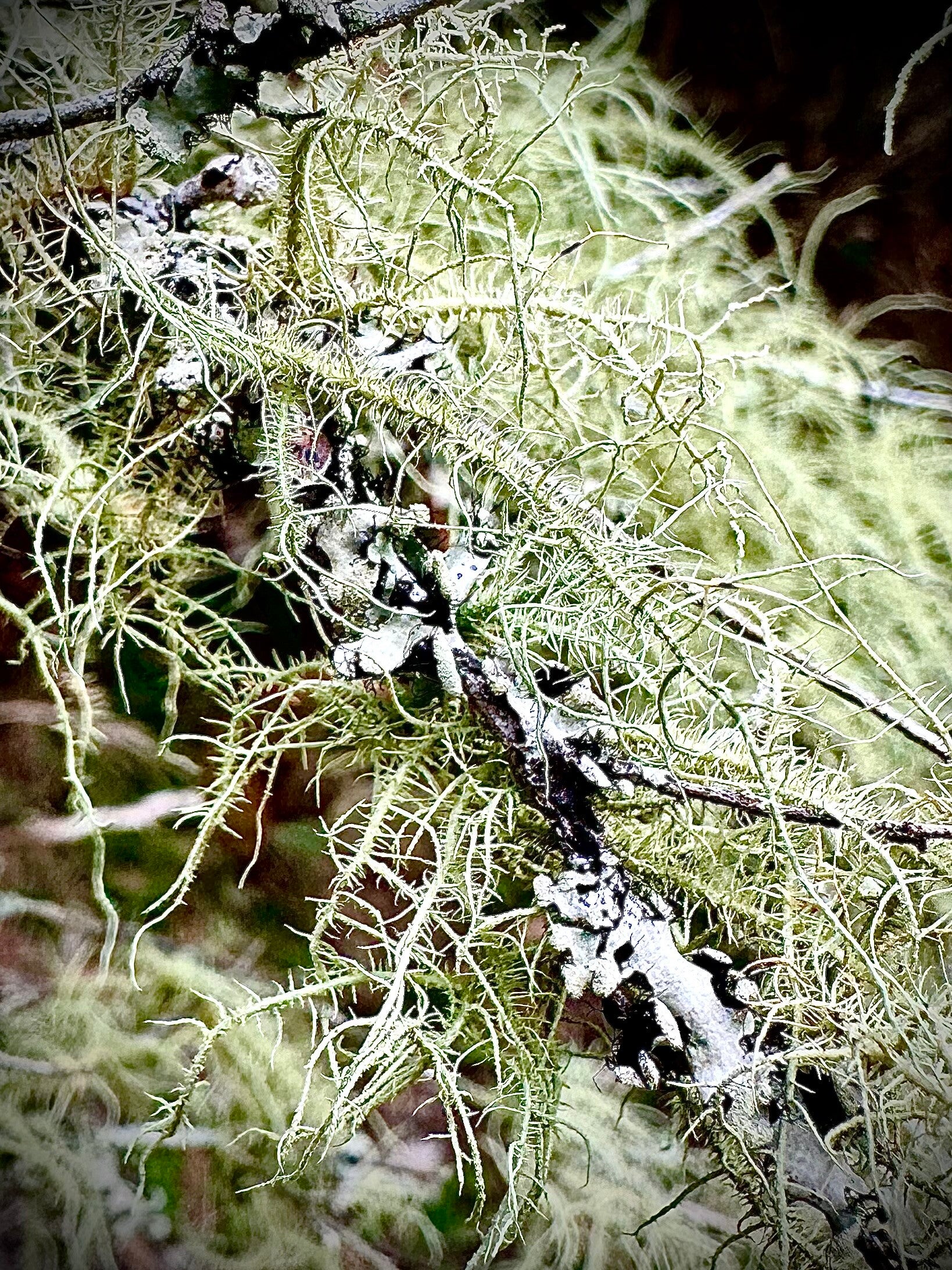 Dried wildcrafted usnea lichen sustainably sourced 10g