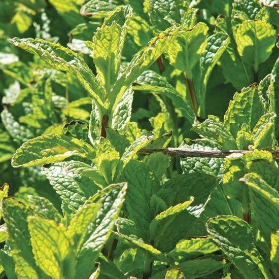 Organic homegrown dried Spearmint 20g