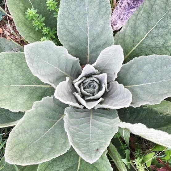 Mullein seeds x 500 wildcrafted