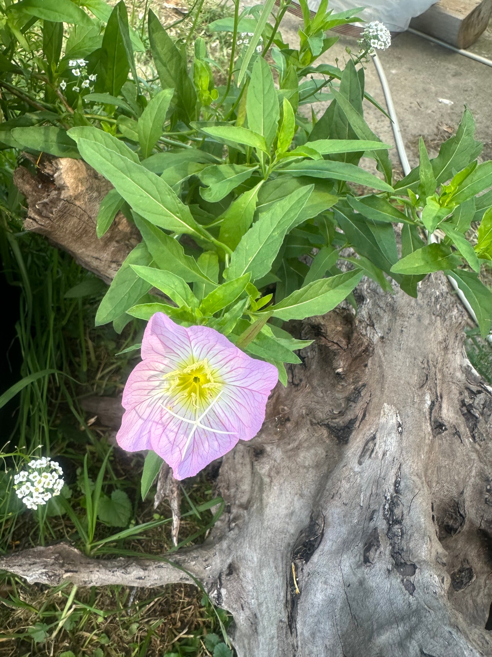 Organic homegrown Dried Pink primrose flowers 6g