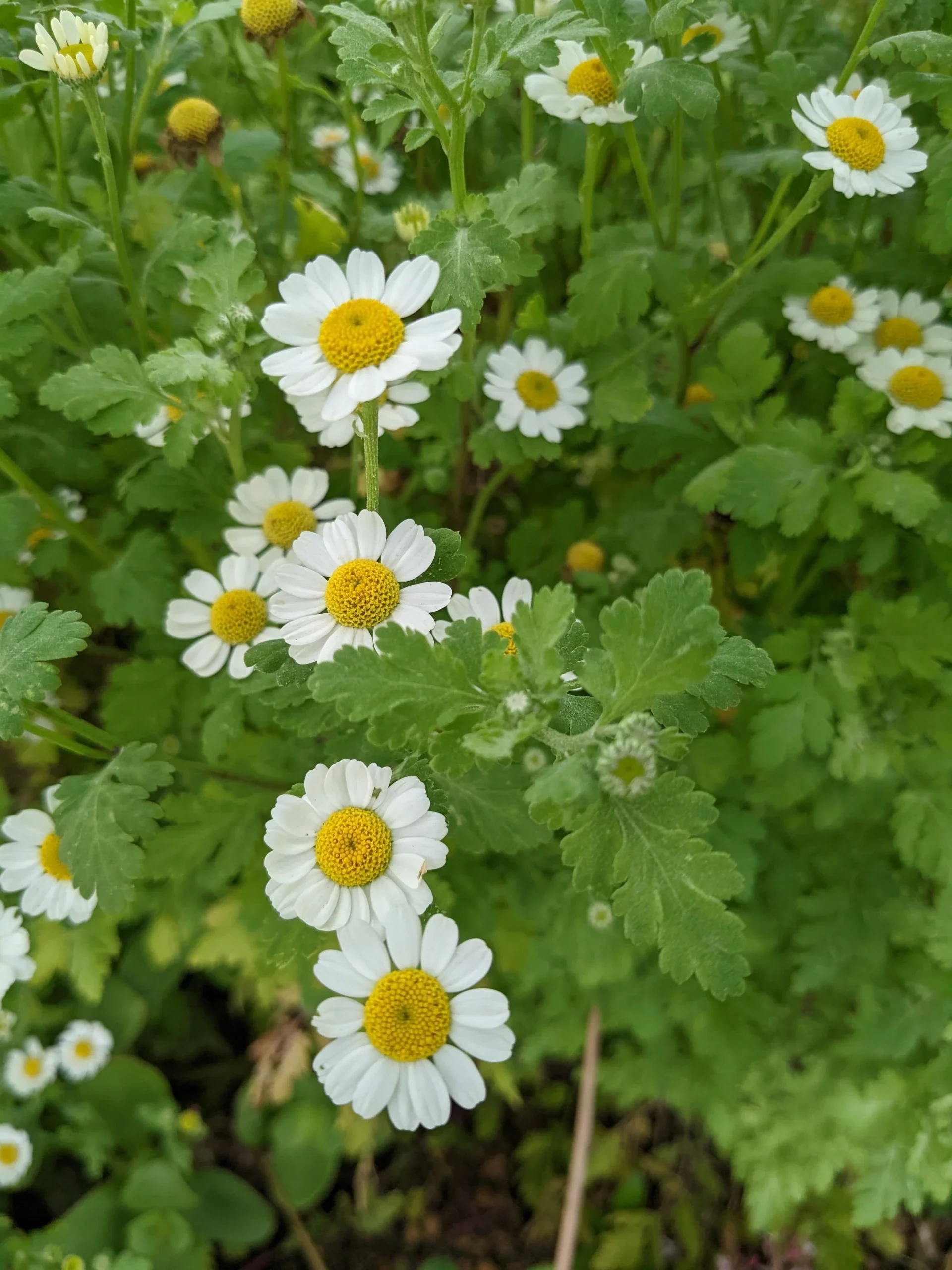 Feverfew seeds x1000 organic homegrown