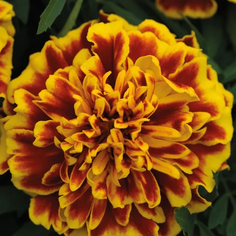 French marigold seeds 50+seeds organic homegrown
