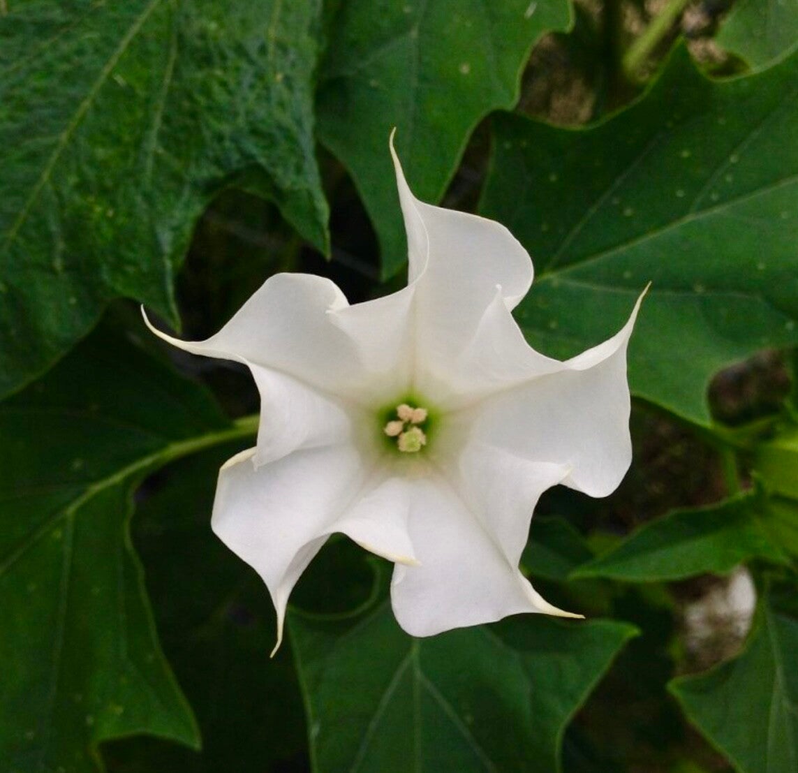 Jimsonweed datura seeds x240 wildcrafted