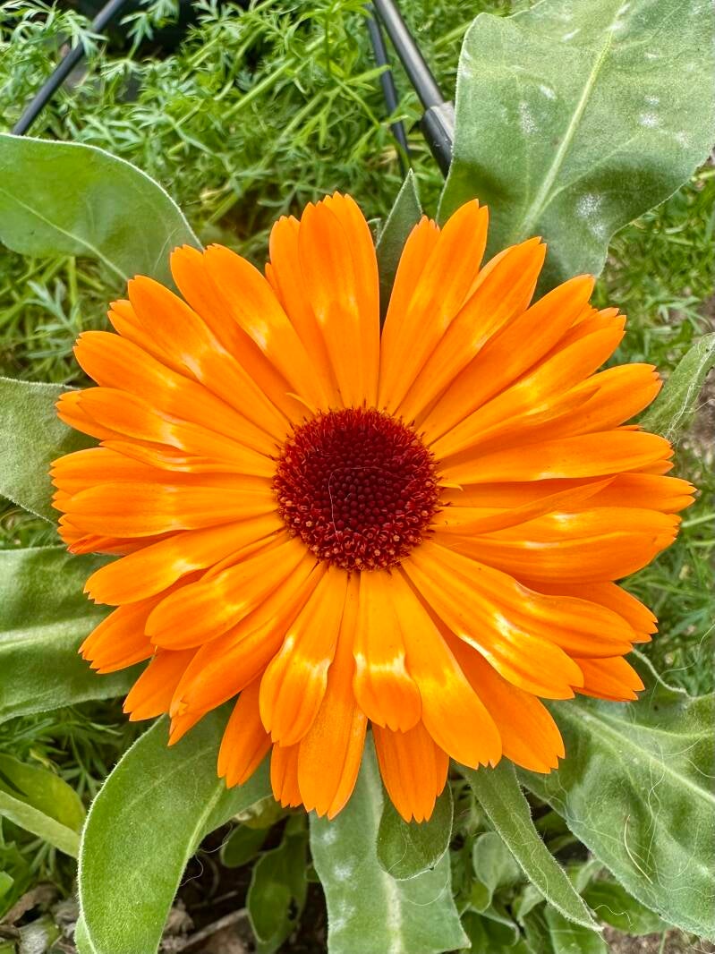Calendula seeds x20 organic homegrown medicinal edible easy grow