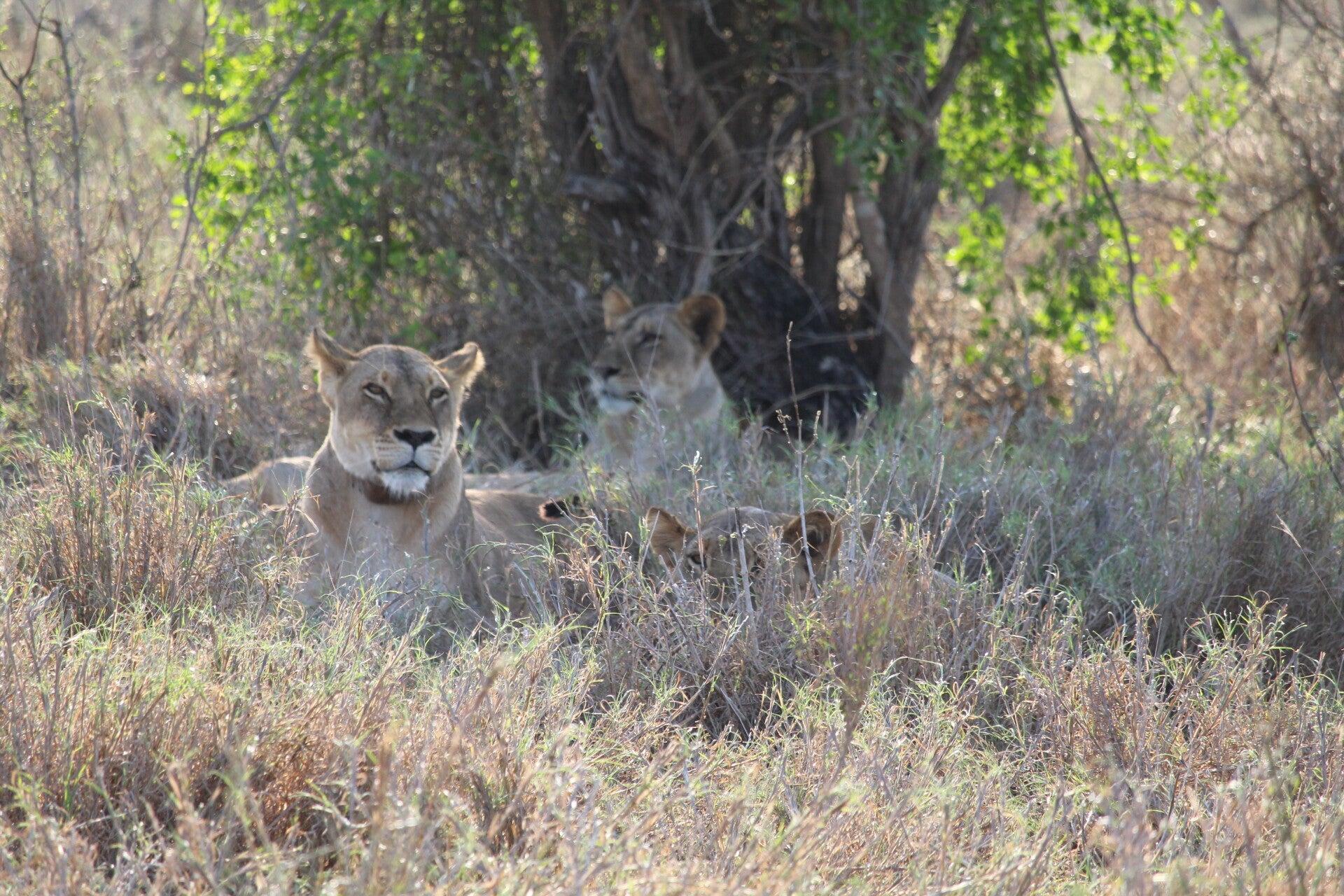 Leonessa collarizzata in Tsavo Conservation Area