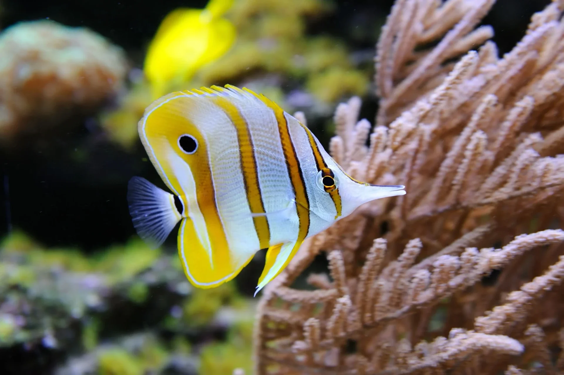 Luxury Isla Mujeres butterflyfish