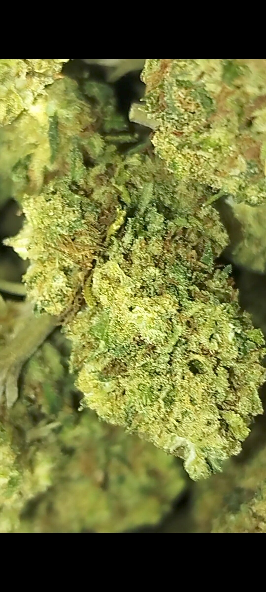 Weed bannana punch 27%t.p