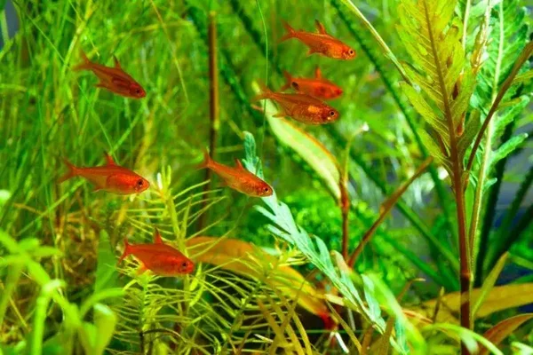 Tetra Ambar Amandae