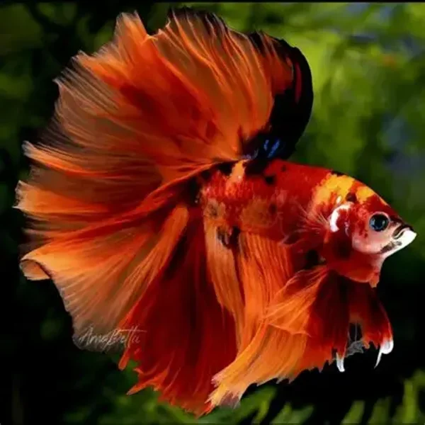 Betta Macho Halfmoon Nemo Koi