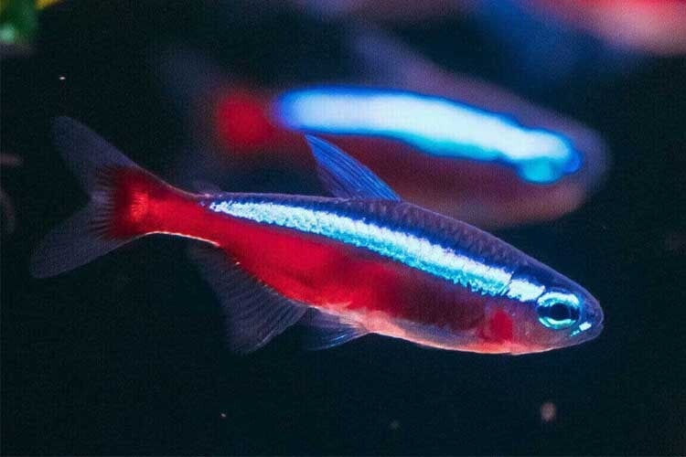 Tetra Cardinal