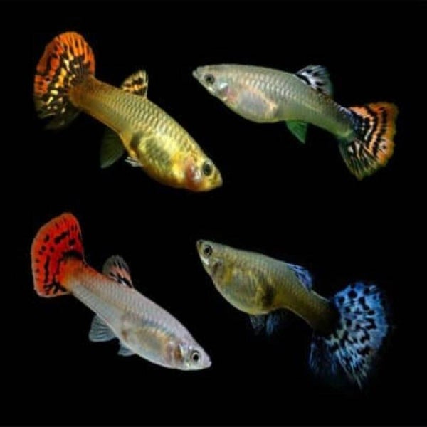 Guppy Fêmea Seleção Tailândia