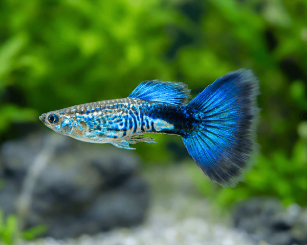 Guppy Macho Flower Snakeskin Azul