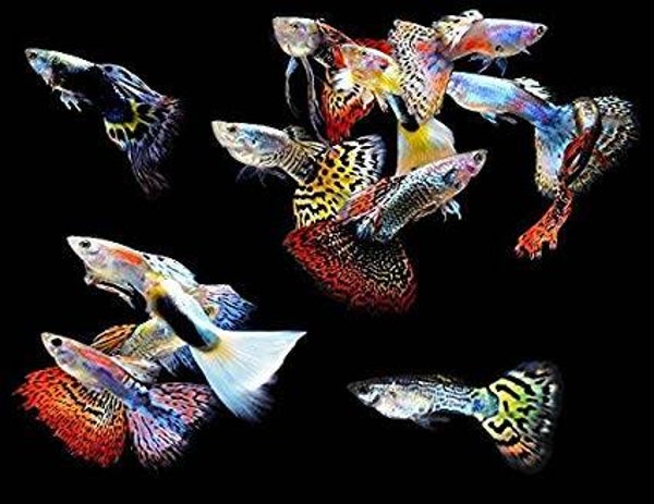Guppy Macho seleção Tailândia