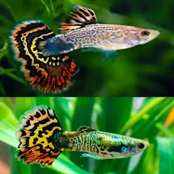Guppy Macho Tigre