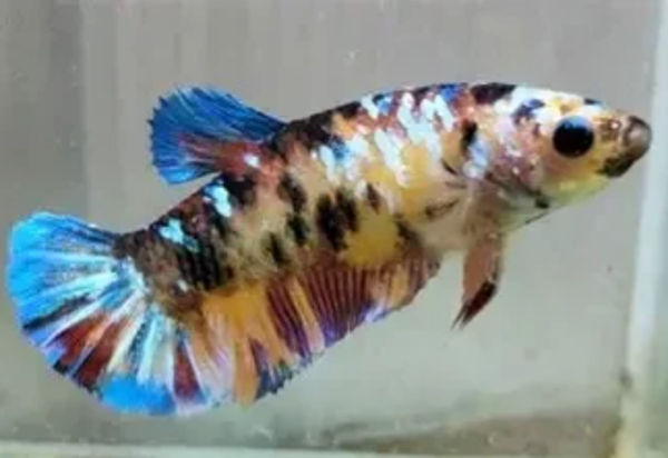Betta Fêmea Plakat Koi Yellow