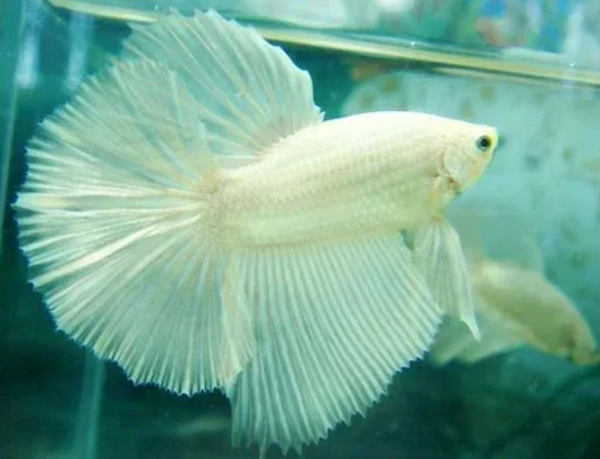 Betta Macho Halfmoon Platinum Branco
