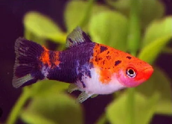 Espada Tricolor Showa