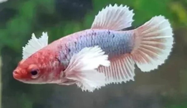 Betta Fêmea Dumbo