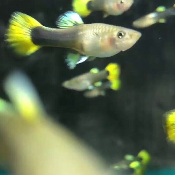 Guppy Yellow Tuxedo Delta Par