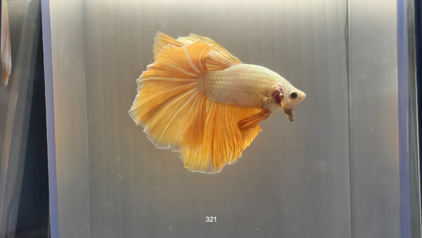 Betta Macho Halfmoon Yellow Dragão