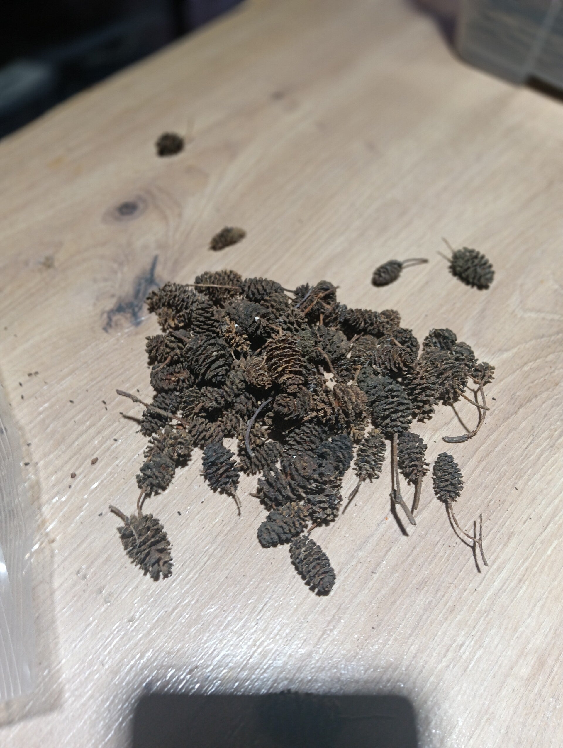 Pinhas de Amieiro 20g