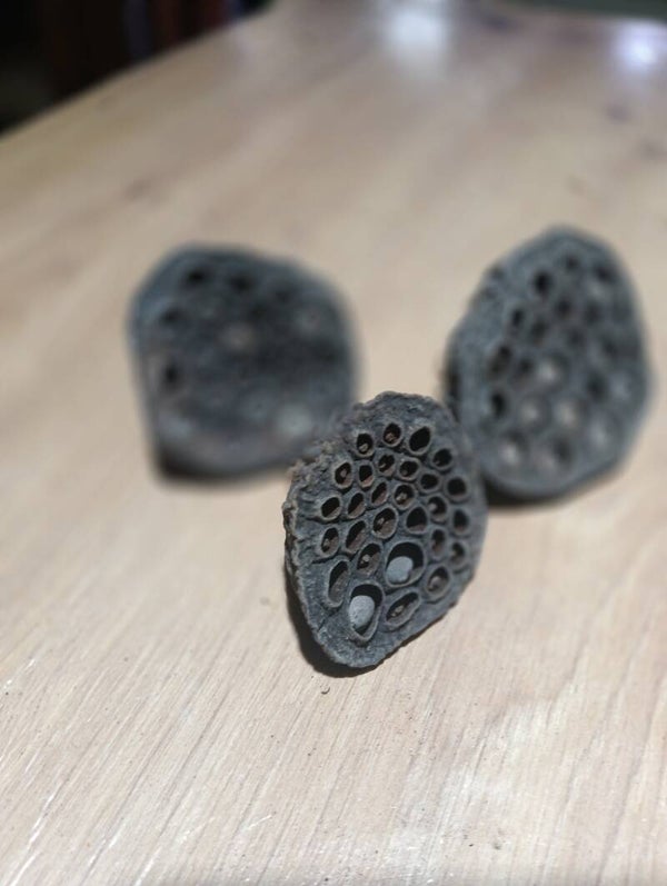 Lotus Pod 3x