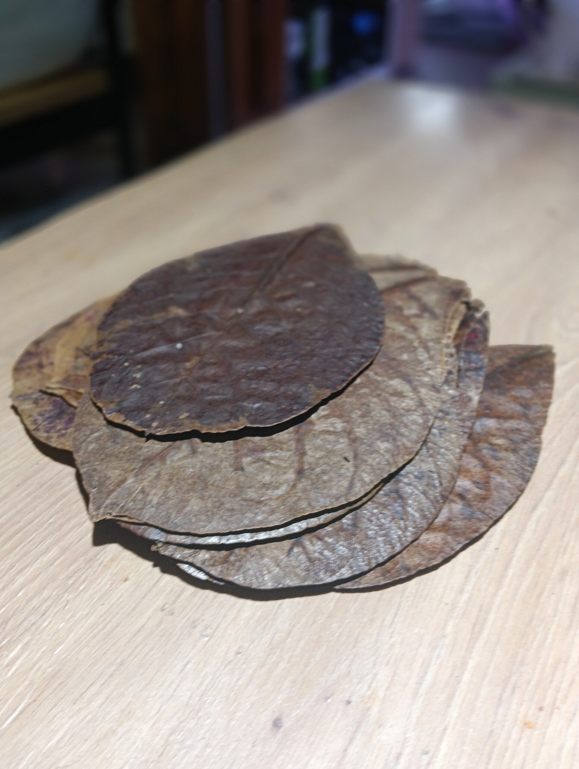 Folhas de Catappa / Amendoeira